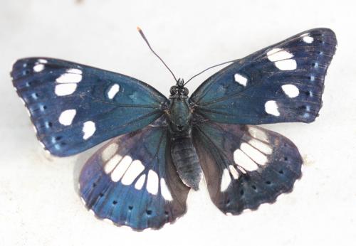 Limenitis reducta