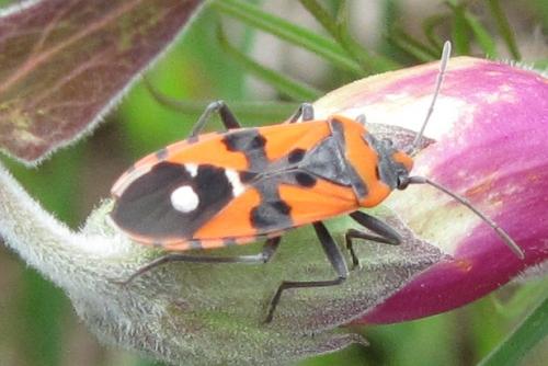 Réf. 206 337 : Lygaeus equestris