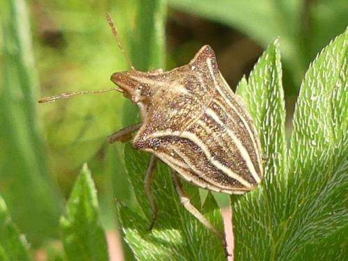 Réf. 206 023 : Ancyrosoma leucogrammes
