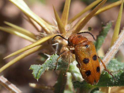 Nemognatha quinquemaculata