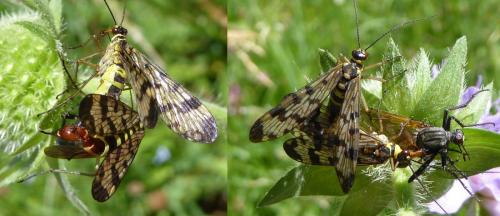 Panorpa vulgaris