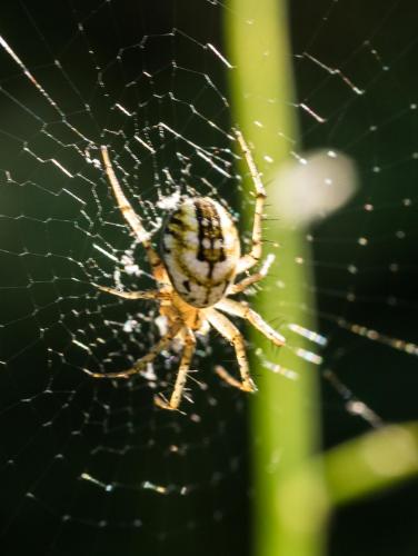 Réf. 206 112 : Mangora acalypha