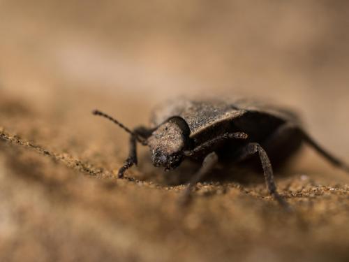 Réf. 206 206 : Asida sp.