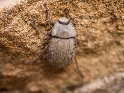 Réf. 206 208 : Asida sp.