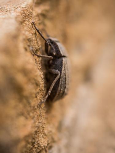 Réf. 206 209 : Asida sp.