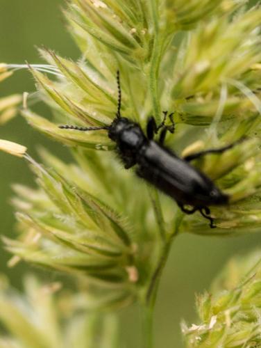 Enicopus sp.