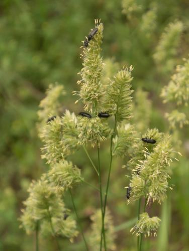 Enicopus sp.