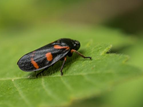 Réf. 206 504 : Cercopis intermedia