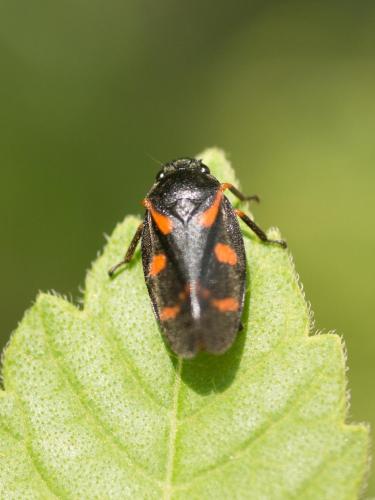 Réf. 206 503 : Cercopis intermedia