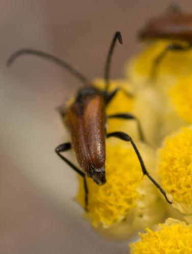 Pseudovadonia livida