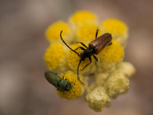 Pseudovadonia livida