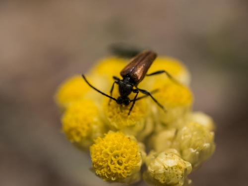 Pseudovadonia livida