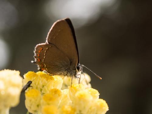 Réf. 206 516 : Satyrium esculi
