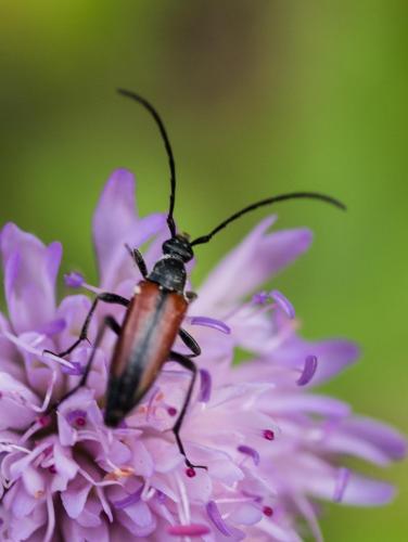 Stenurella melanura