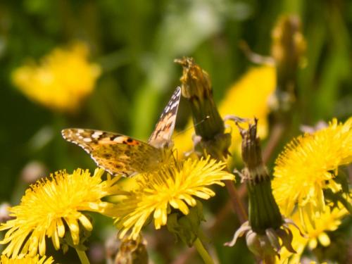 Réf. 206 839 : Vanessa cardui