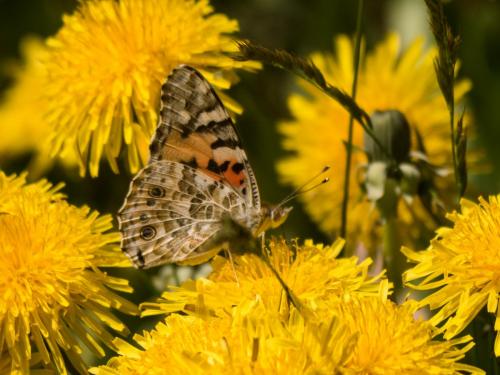 Vanessa cardui