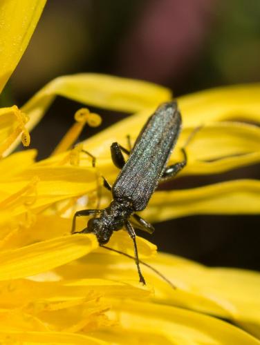Réf. 206 842 : Oedemera sp.