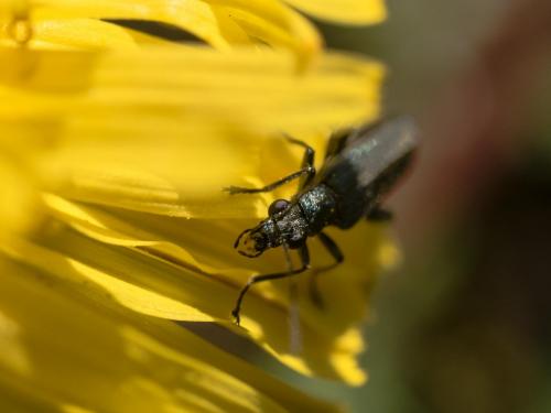 Oedemera sp.