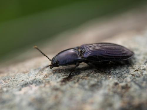 Selatosomus sp.