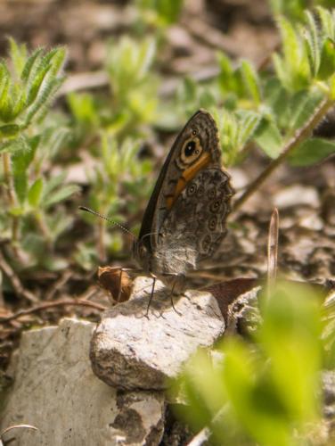 Lasiommata petropolitana
