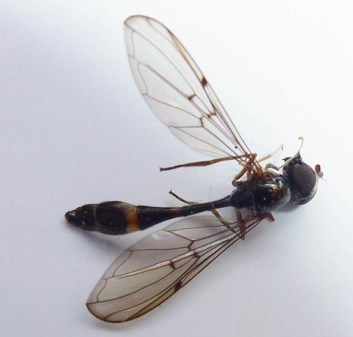 Baccha elongata