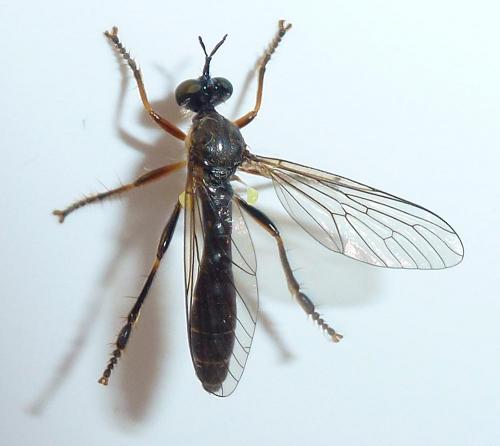 Dioctria hyalipennis