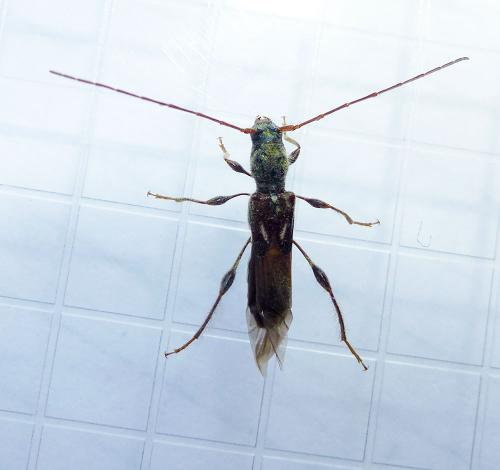 Molorchus minor