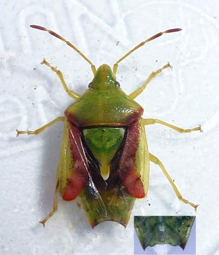Réf. 206 600 : Cyphostethus tristriatus