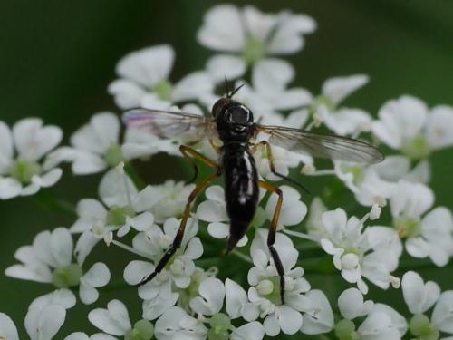 Empis nigritarsis