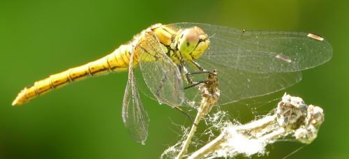 Sympetrum striolatum