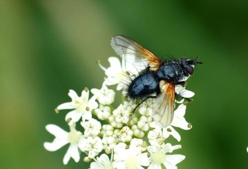 Zophomyia temula