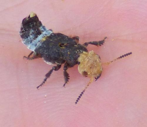 Dinothenarus flavocephalus