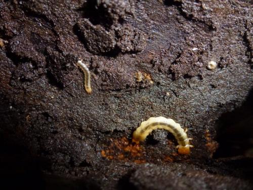 Réf. 206 422 : Pyrochroa sp.