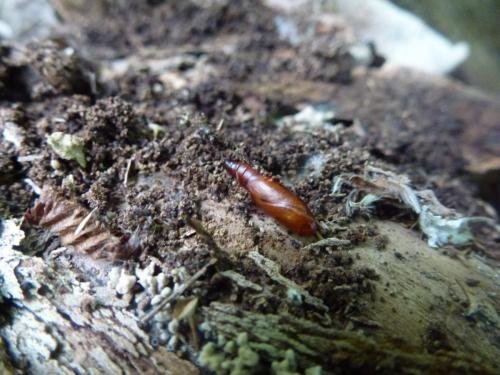 Cydalima perspectalis