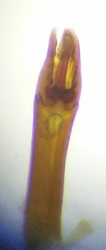 Dryops auriculatus