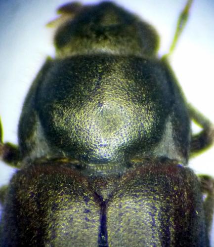 Dryops auriculatus