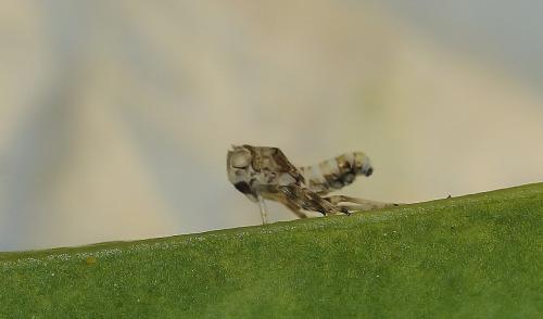 Issus coleoptratus