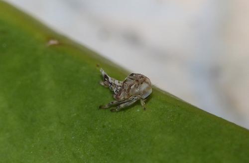 Issus coleoptratus