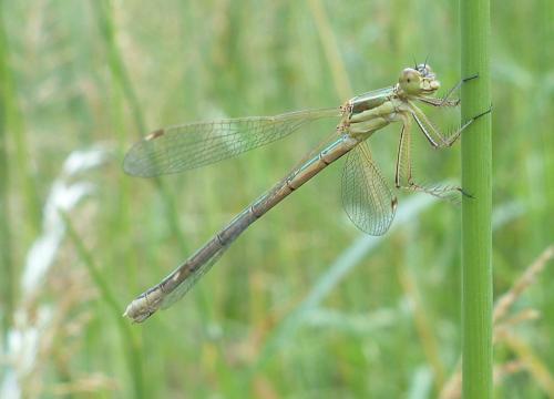 Lestes barbarus