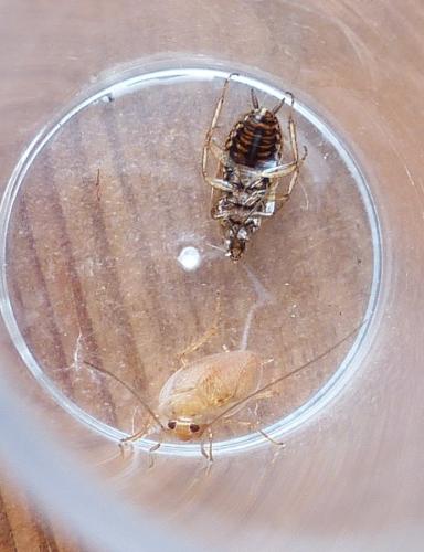 Ectobius pallidus