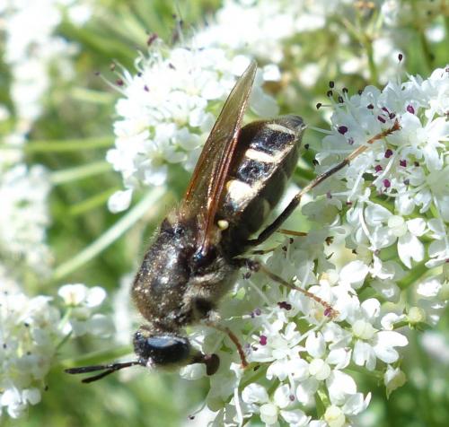 Stratiomys singularior