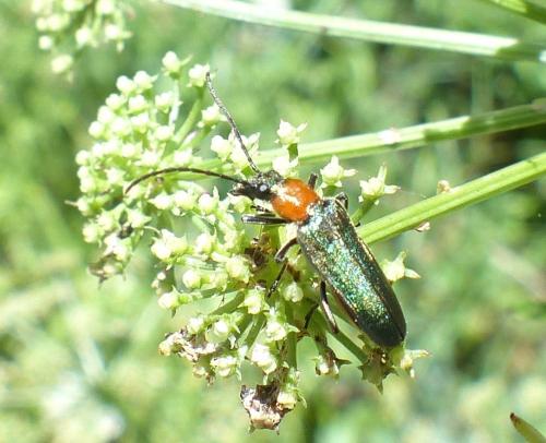 Réf. 206 100 : Anogcodes seladonius