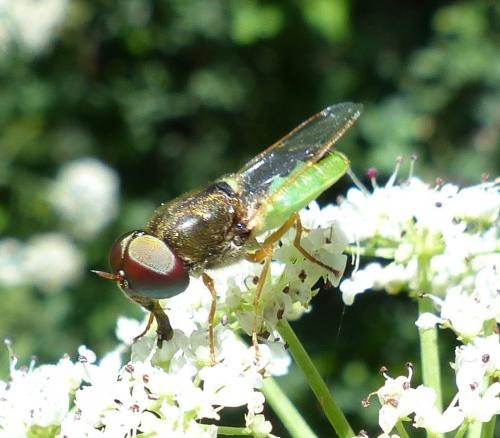 Réf. 206 104 : Odontomyia angulata