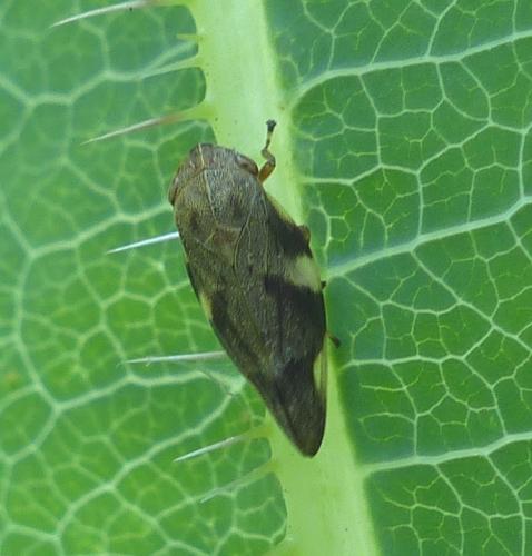Aphrophora alni