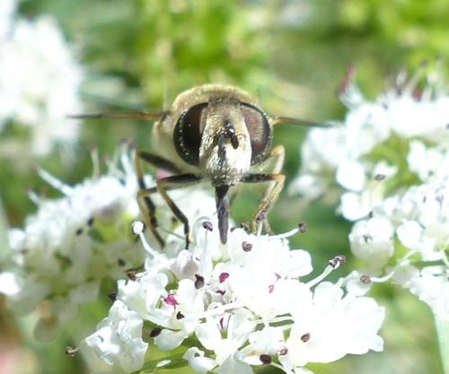 Eristalis arbustorum