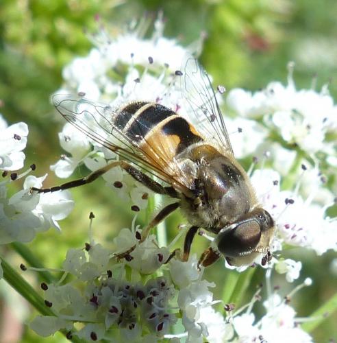 Réf. 206 175 : Eristalis arbustorum