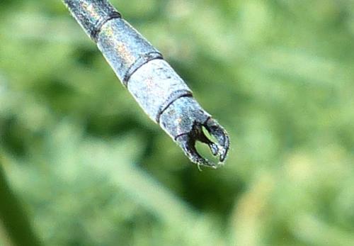 Lestes dryas