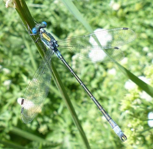 Lestes dryas