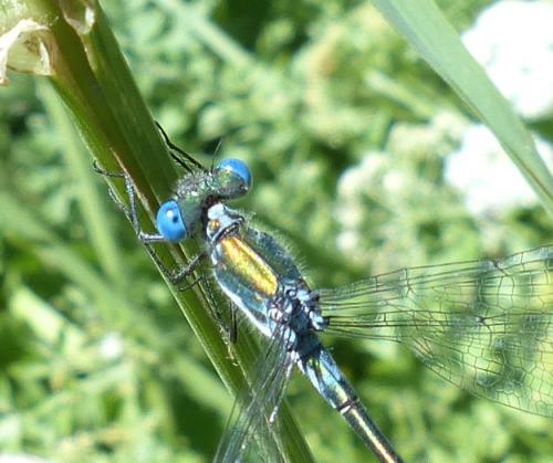 Lestes dryas