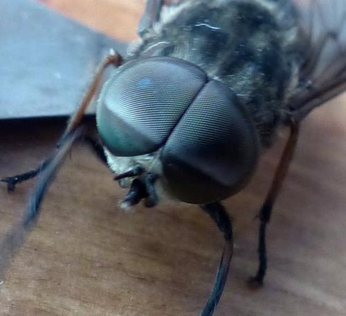 Tabanus autumnalis
